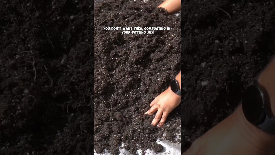 California Gardening: How to Revitalize Potting Soil: Easy Tips for Healthier Plants! How to Revitalize Potting Soil: Easy Tips for Healthier Plants!