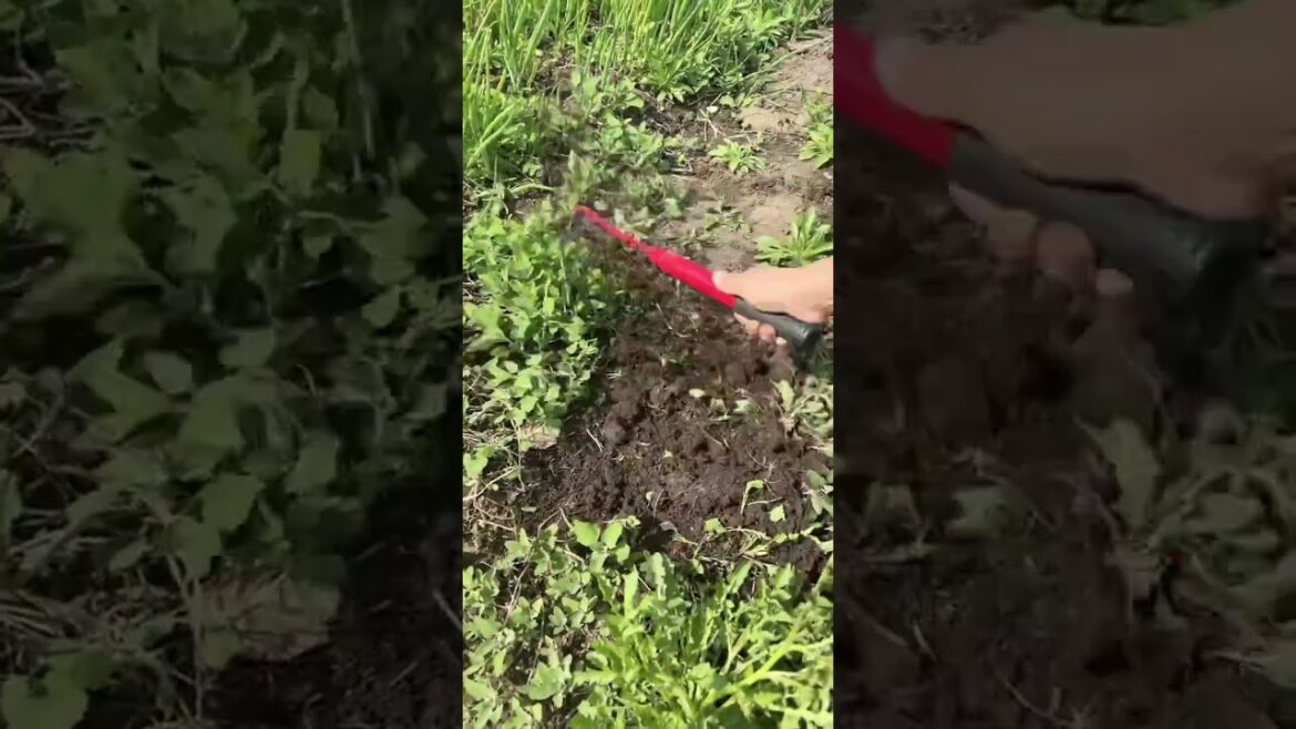 Rural Farmer the backbone of our nation #13196