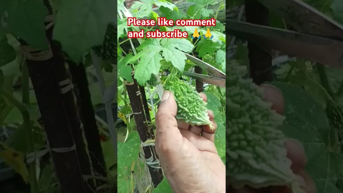 vegetable gardening | #youtubeshorts #terracegarden #viral #reels #shorts #trending #trendingshorts