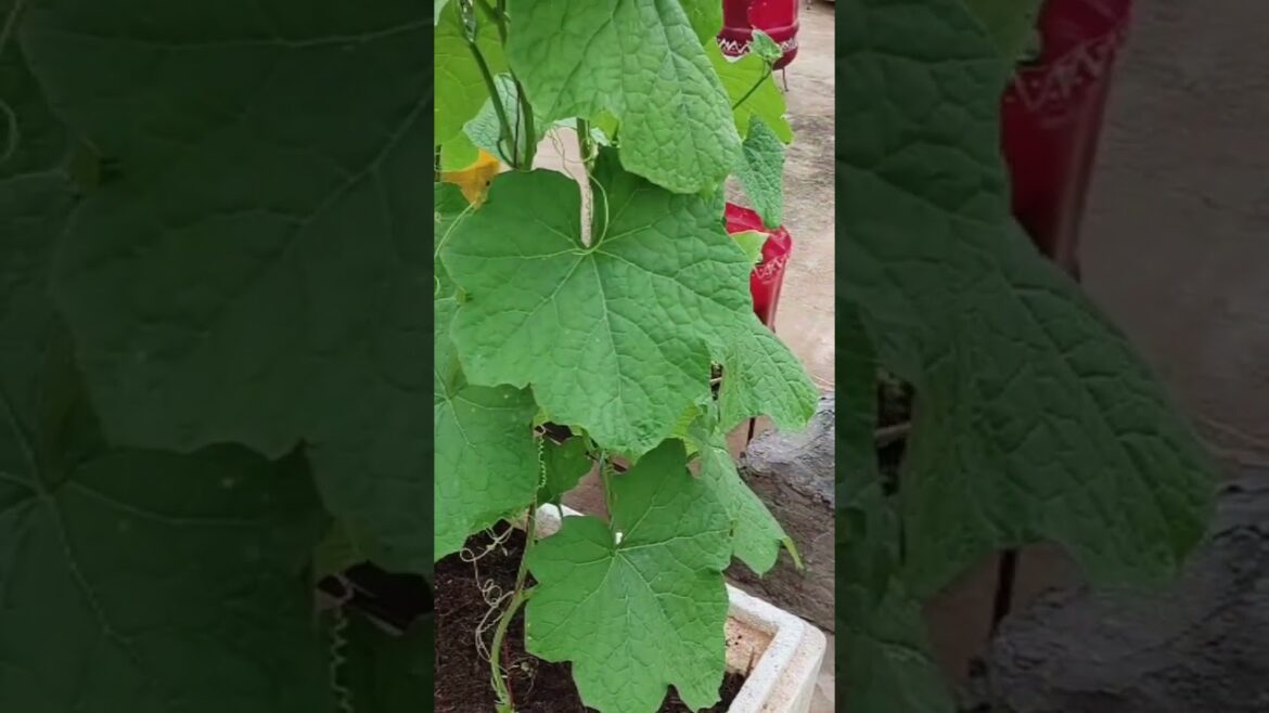 terrace garden tips #shorts #ytshorts #trending