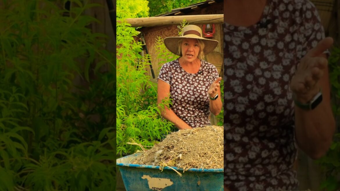 How to Make Chicken Manure Compost #gardening #organic gardening #chickenmanure