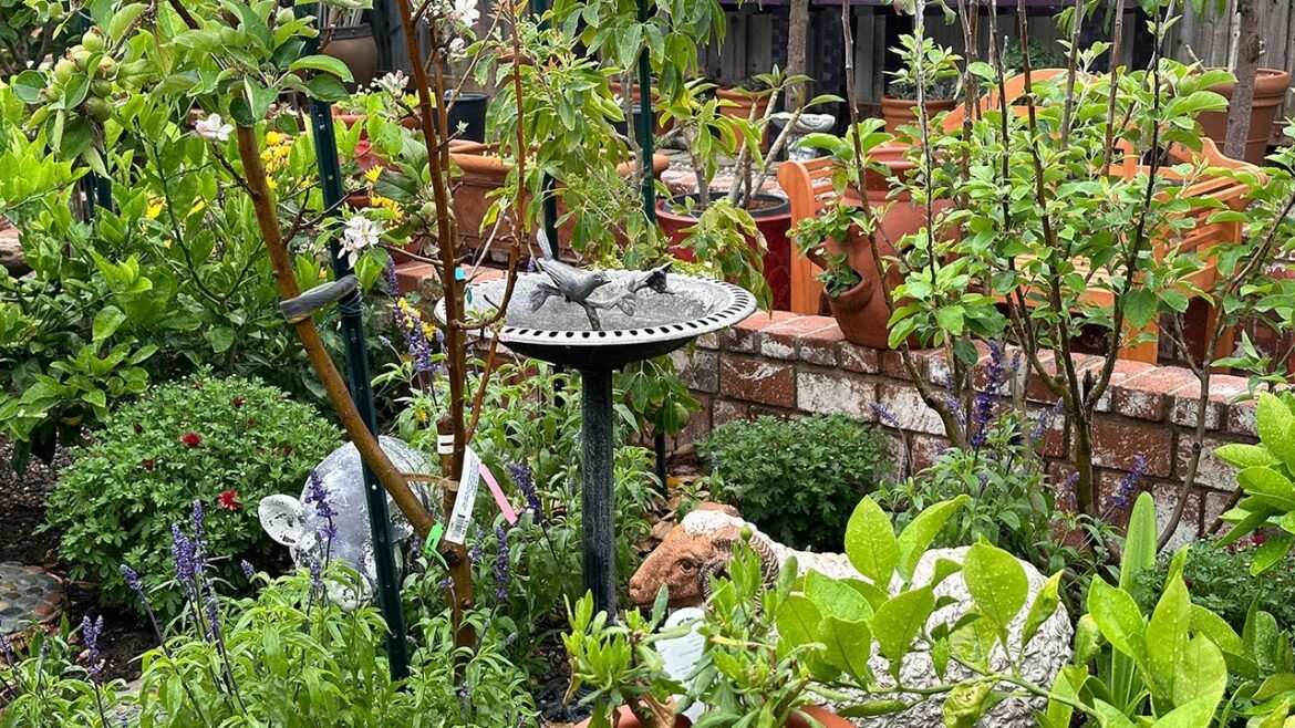 How I Shape and Fertilize my Fruit Trees | Backyard Garden Tour