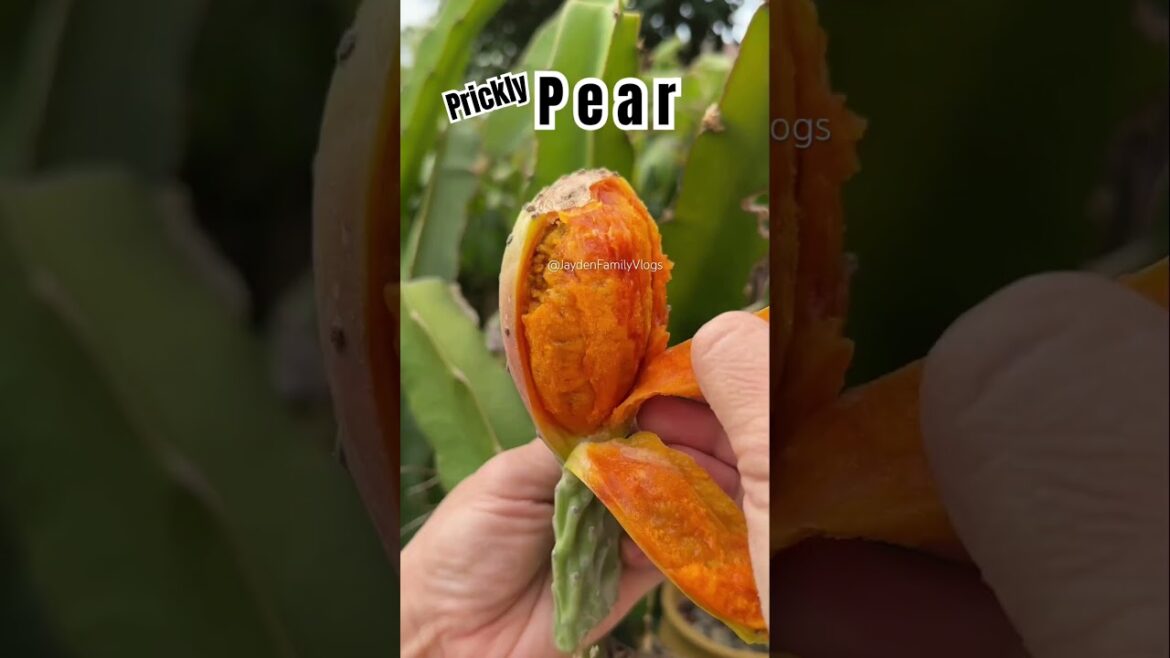 Cactus Edible Prickly PEAR 🌵🍐😱 #shorts #fruit #satisfying #gardening #fruitcutting