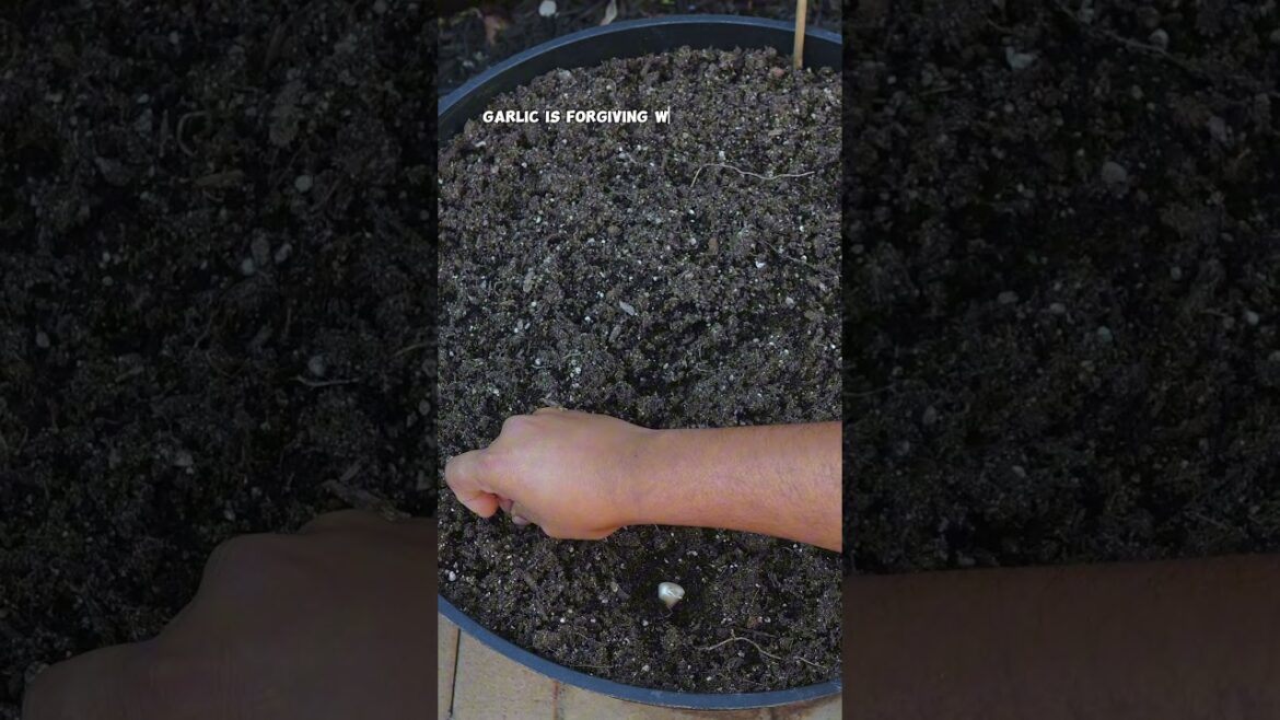 How to Plant Garlic: Easy Steps for a Bountiful Harvest!