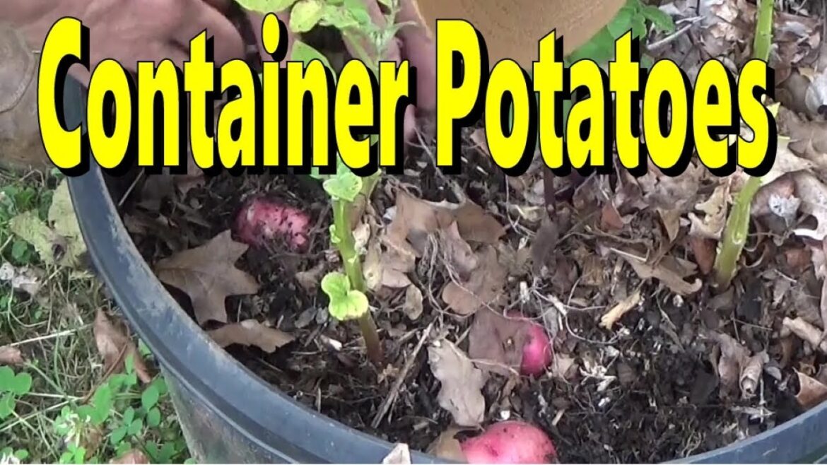 Harvesting Potatoes From The Container Garden 6 6 2024 Harvesting Potatoes From The Container Garden 6 6 2024