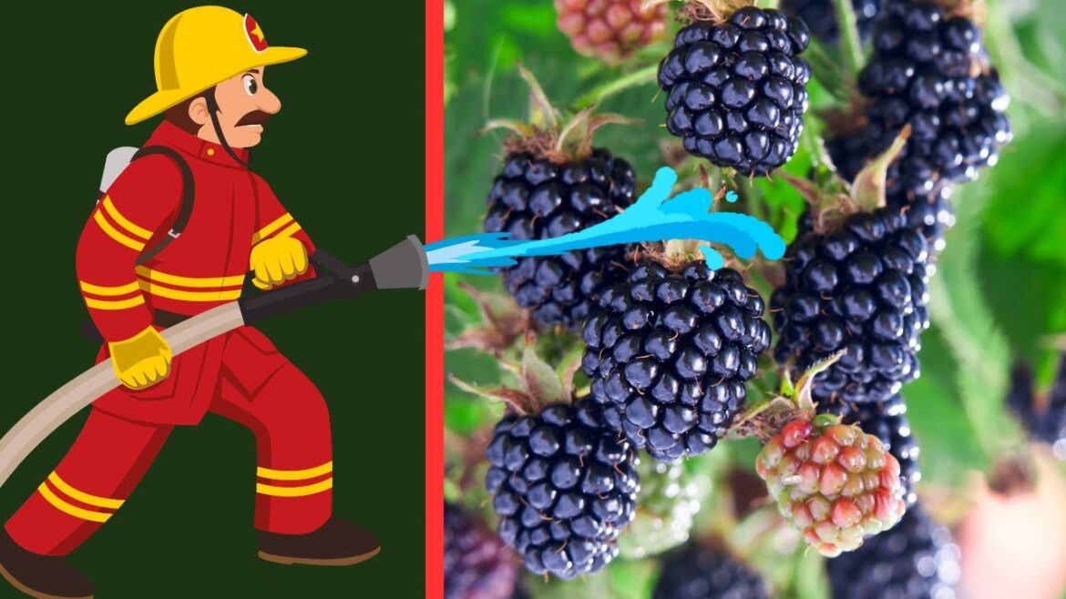 THE BEST WAY TO IRRIGATE CONTAINER BLACKBERRIES #Gardening #ContainerGardening #Blackberries THE BEST WAY TO IRRIGATE CONTAINER BLACKBERRIES #Gardening #ContainerGardening #Blackberries