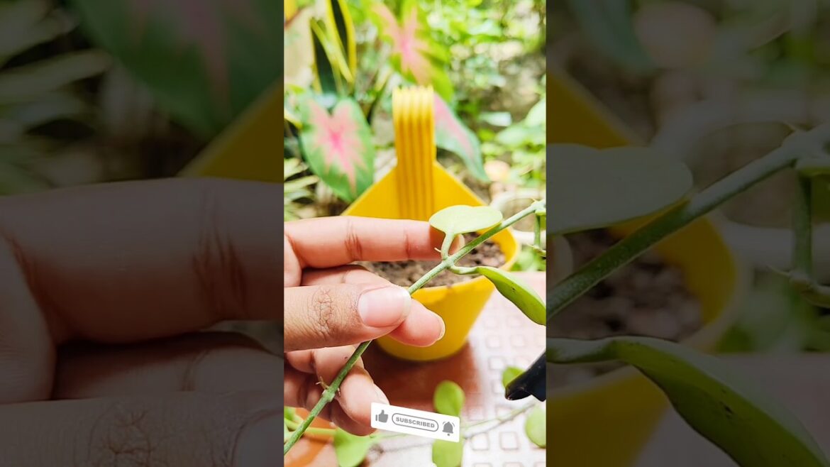 👉Growing tips for Dischidia || Hanging Plants #shorts #garden #gardeningtips #youtubeshorts #viral