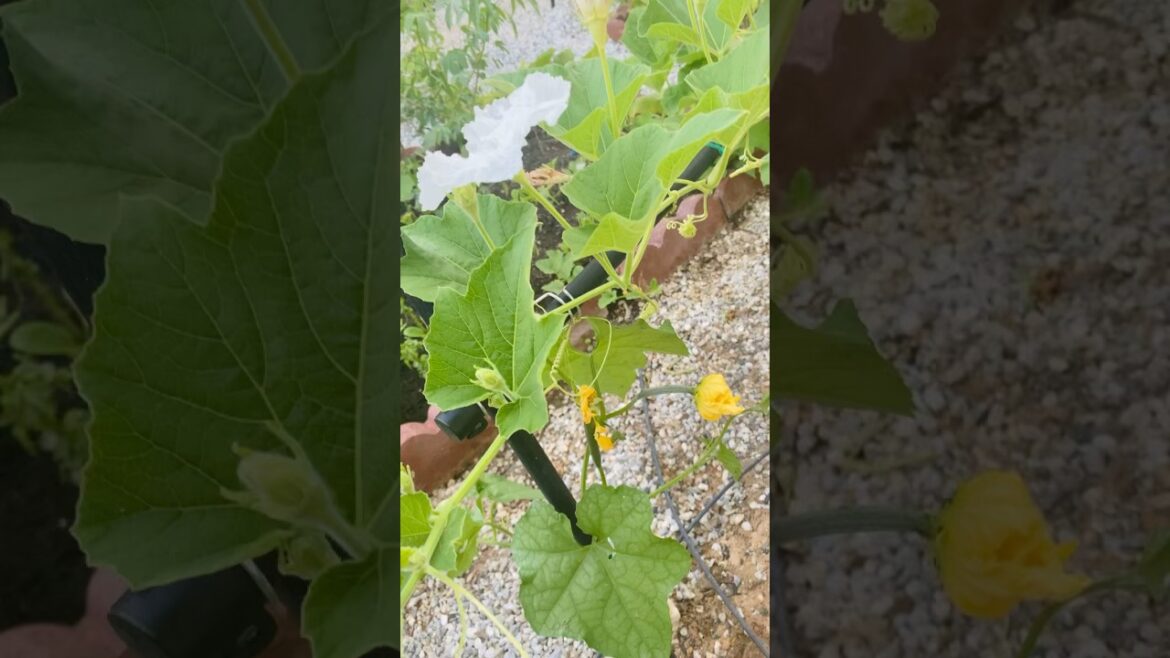Gourd variety flowers ￼ #RidgeGourdFlowers#FemaleFlowers #VegetableGardening#GourdFlower