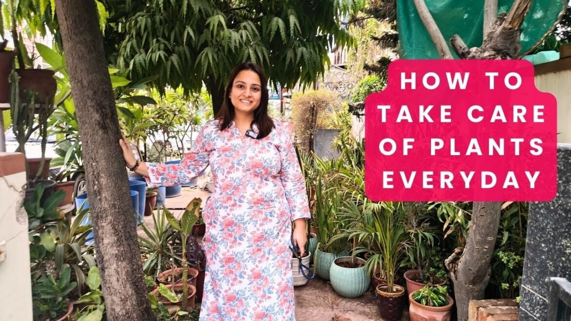 A day in the life of a Gardener, everyday gardening tips,1day with a gardener, Taking care of plants