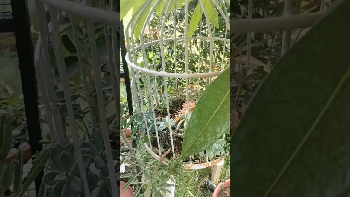 🌱#plans @Gardeningideas6 #garden#nature#viral#funny #youtubeshorts#ytshort#trending #indoorplants