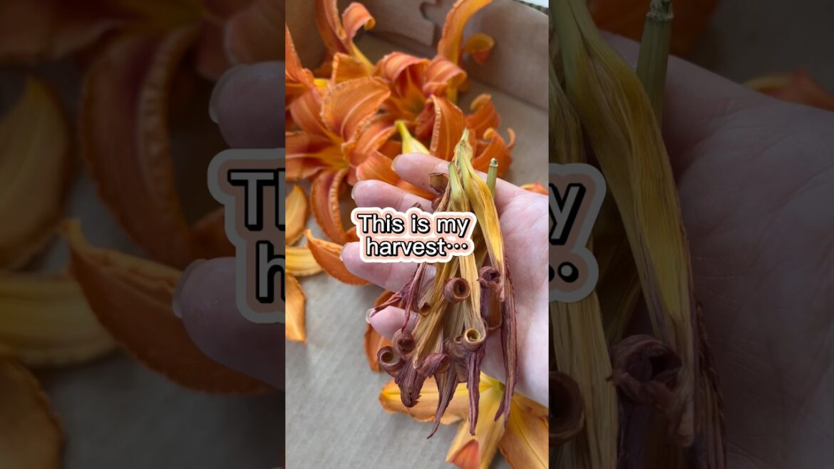 Showing off mom’s daylily harvest 🤩 Showing off mom’s daylily harvest 🤩