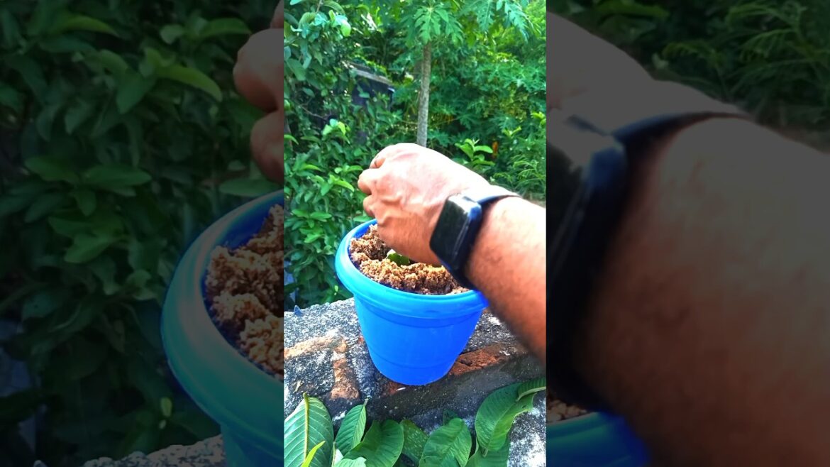 What do plants cutting need to grow #plants #garden #gardening