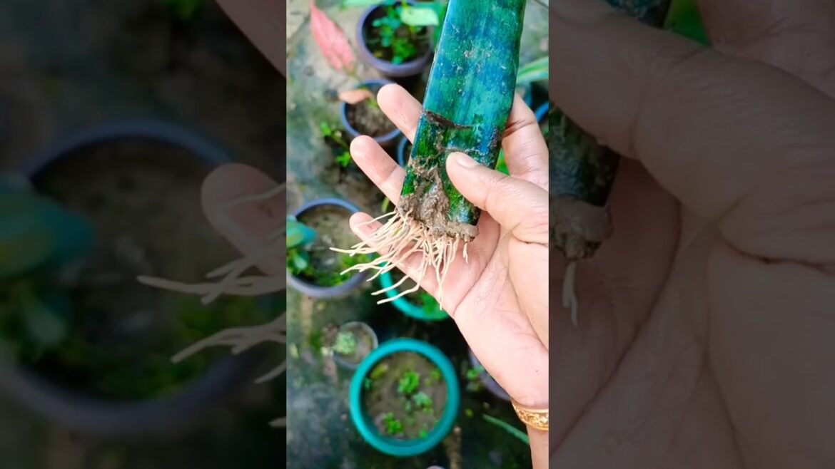 How to grow a snake plant 🐍🌱 #youtubeshorts #shorts