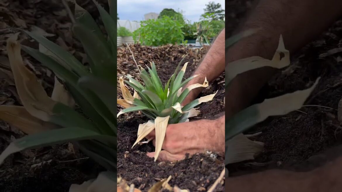 Planting Pineapple From Its Top πππ#shorts#shortsfeed Planting Pineapple From Its Top πππ#shorts#shortsfeed