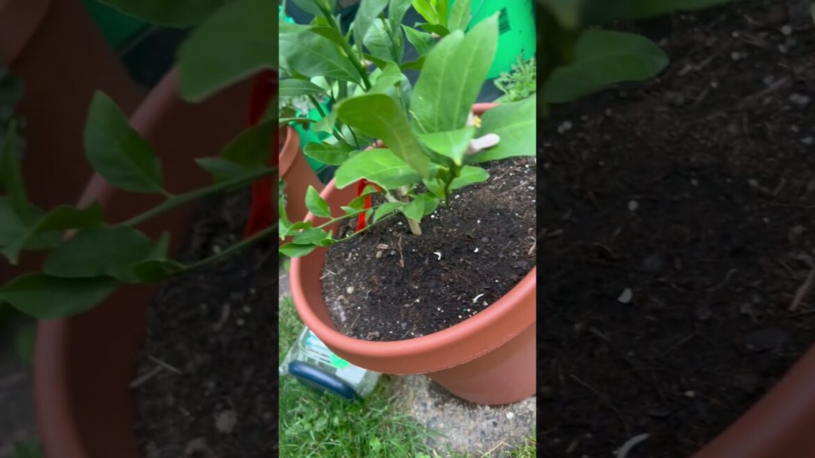 What’s BLOOMING #growsomefood #garden #gardenobsessed #backyardgarden #containergardening  #flowers