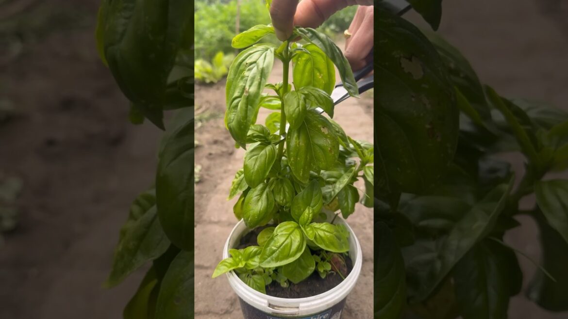 Gardening #Harvesting# #herbs#food # farming #picking#ytshorts Gardening #Harvesting# #herbs#food # farming #picking#ytshorts