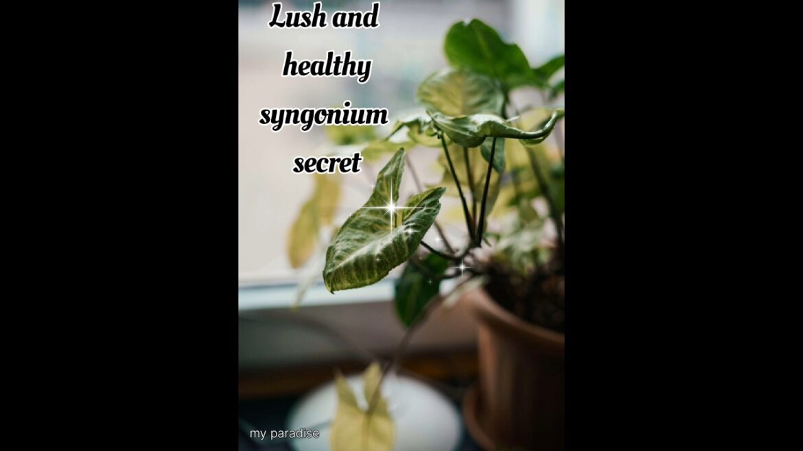 watch: effortlessly syngonium plant ☘️ grow from cuttings#white syngonium#Arrow head plant#short