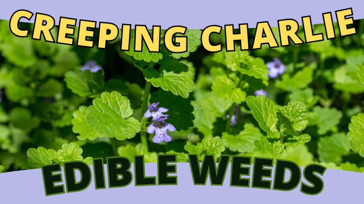 Edible Weed CREEPING CHARLIE: Food Foraging! (Glechoma hederacea) Edible Weed CREEPING CHARLIE: Food Foraging! (Glechoma hederacea)