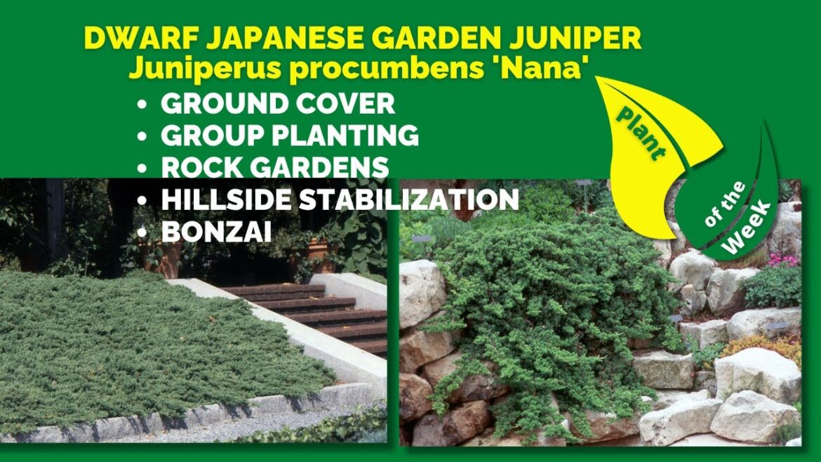 DWARF JAPANESE GARDEN JUNIPER | Juniperus procumbens 'Nana'