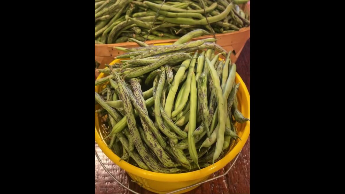Follow as we are canning beans!  Bean gardening  Vegetable gardening  Okra gardening