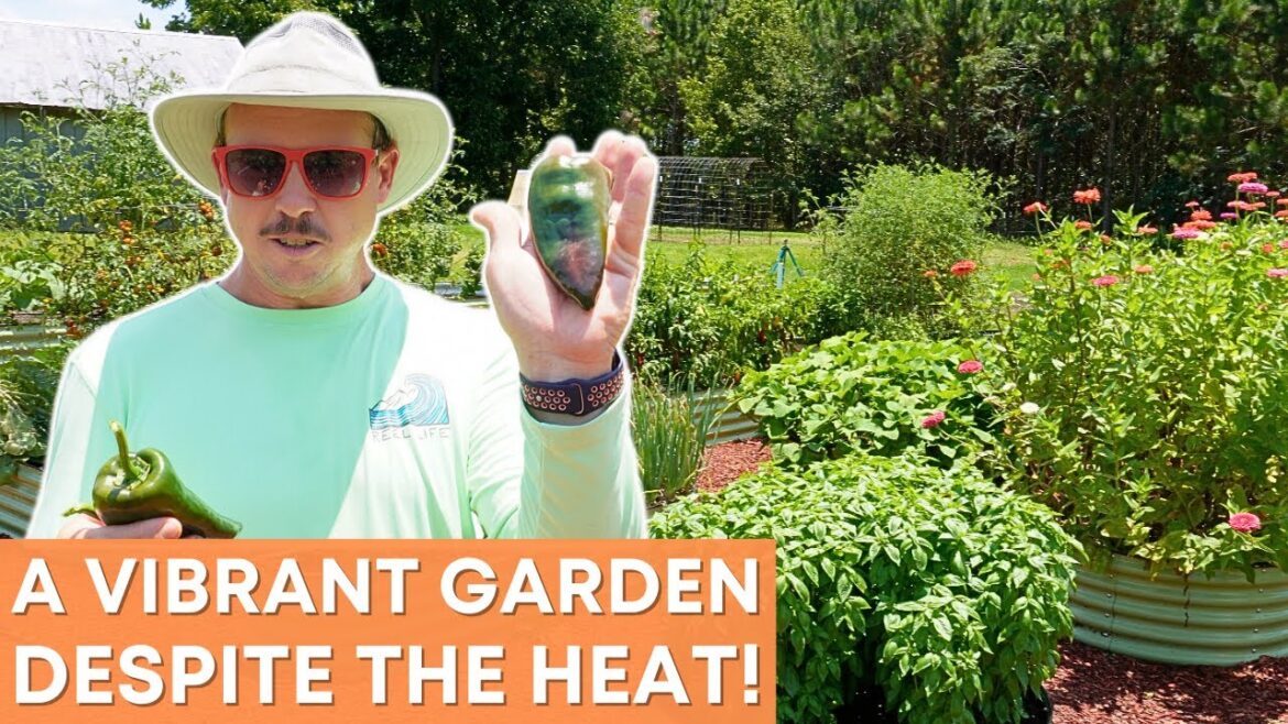 How to Grow a Beautiful Garden in the Middle of Summer!