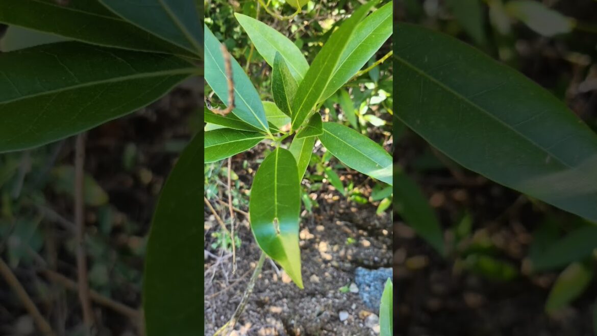 Edible plants #music #SilverwoodLake #sanbernardinocounty #hiking #hikingadventures  #foraging
