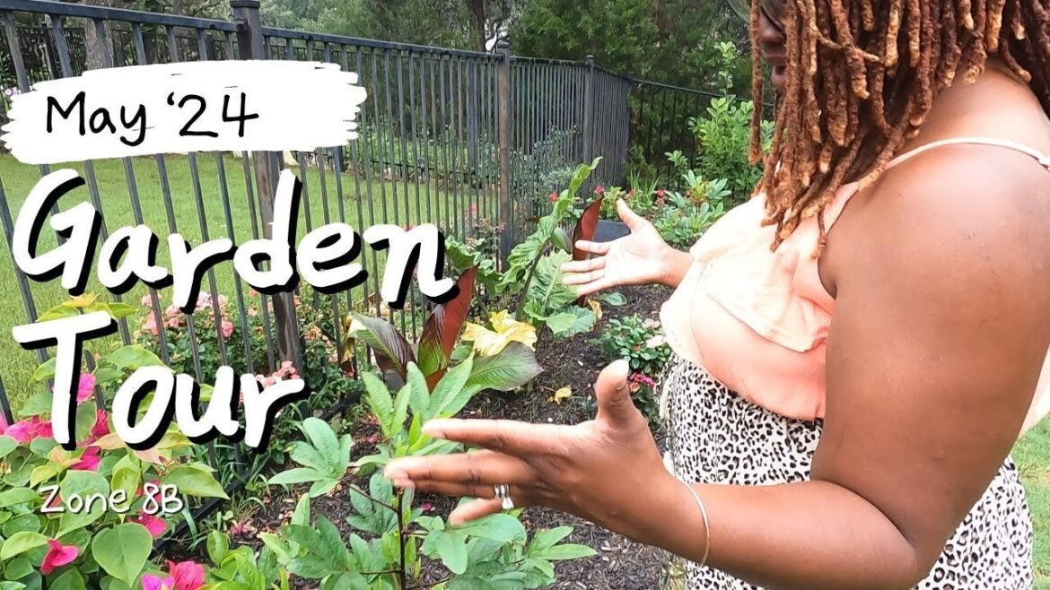 May '24 Backyard Zone 8B Garden Tour & A Rose Disappointment I Wasn't Expecting