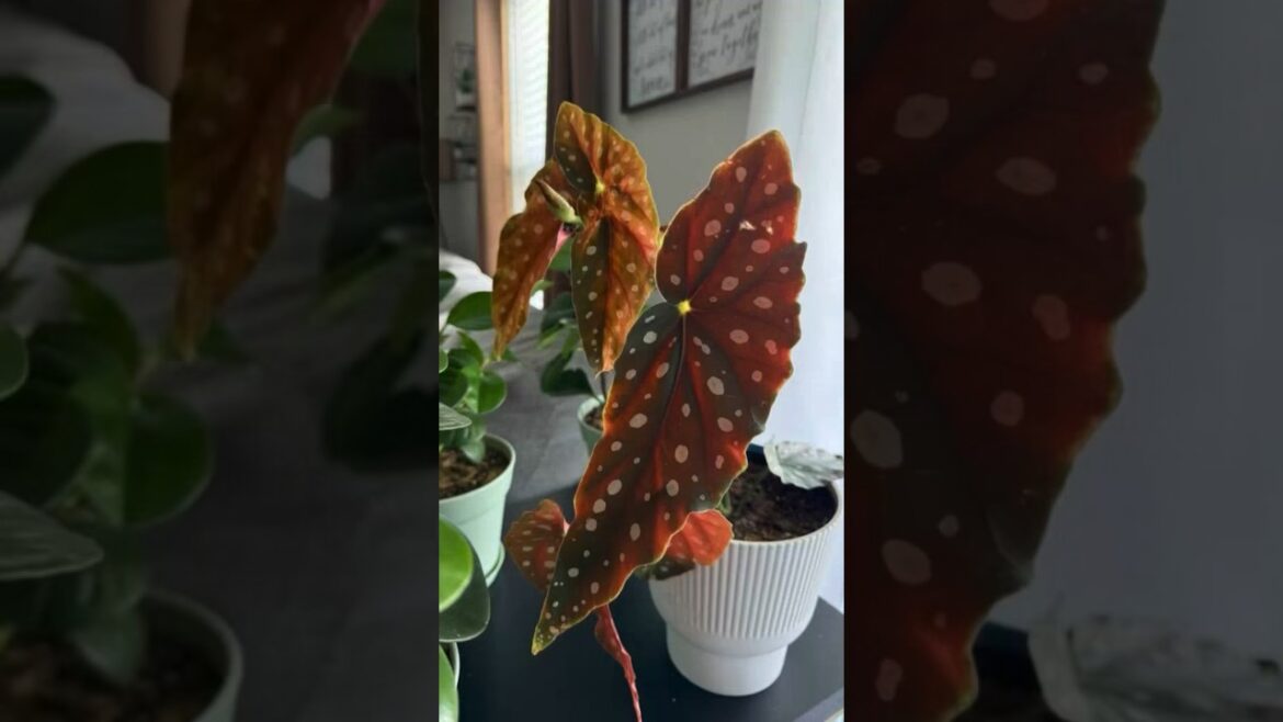 Grow this one plant in your home