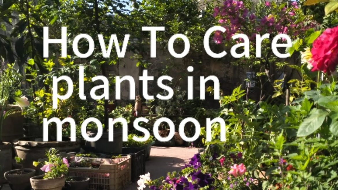 How To Care  of Plants In Monsoon | Garden Tips #viral #plants #peace #flowers #monsoon #summer