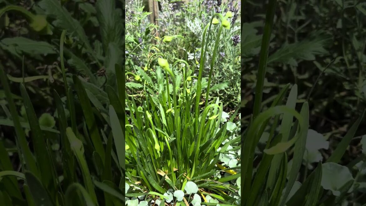 Alliums are getting ready! #garden #gardenplants #containergardening #allium #monrovia