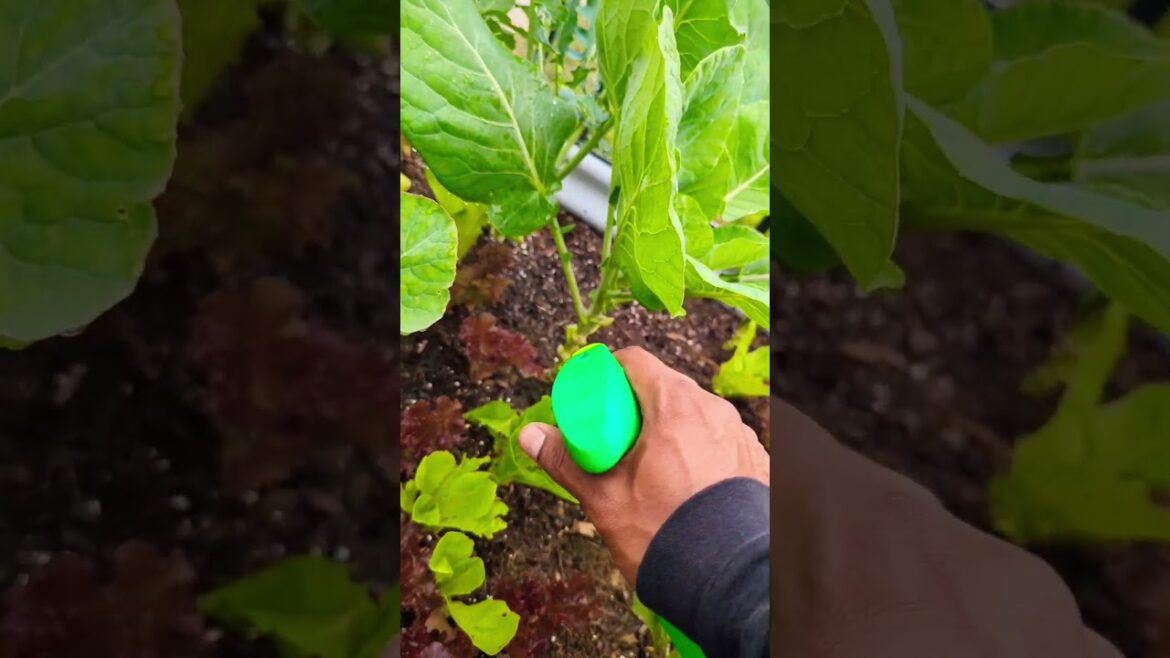 Best Organic Neem Oil Spray on Amazon For Plants Pest & Disease ! #amazing #bestseller #review