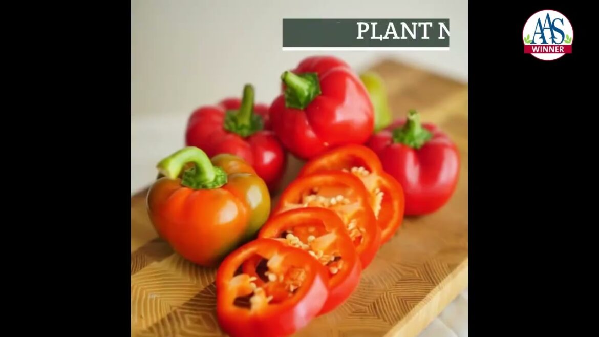 Sweet Peppers AAS Winners