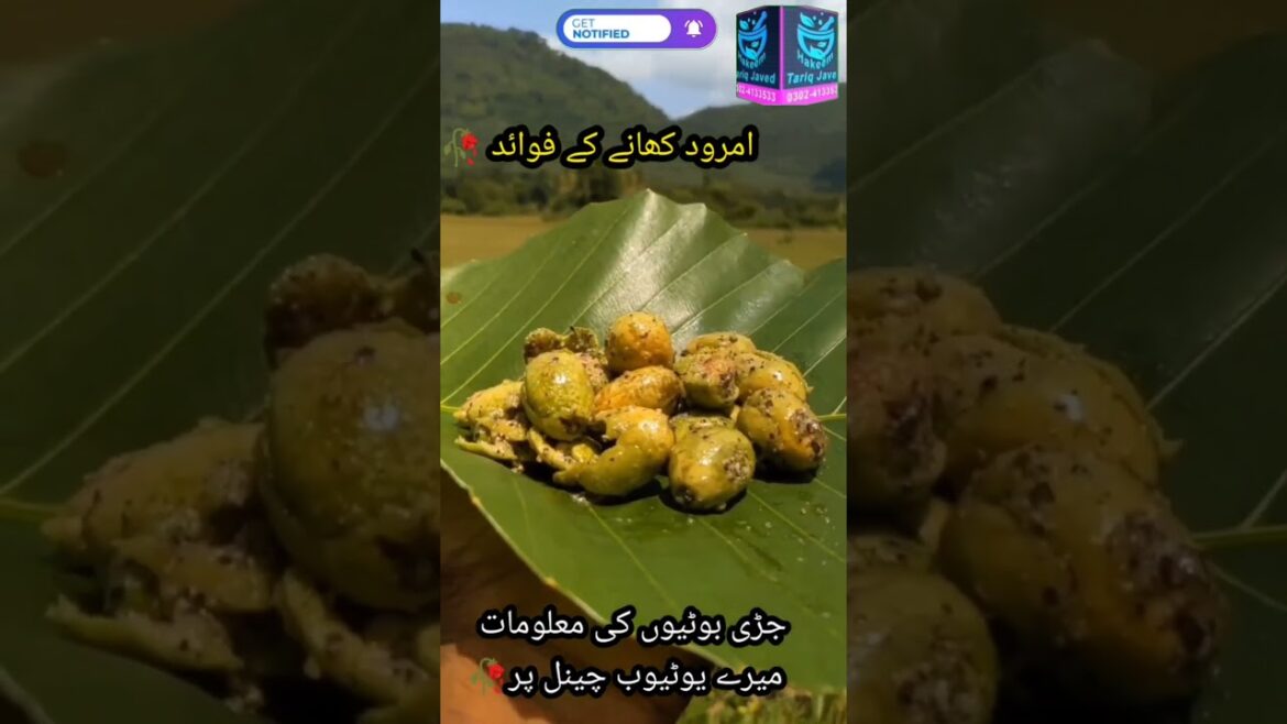 Harvesting Purple Mangoes Benefits of Guava #fruit #shortsf #shots #hakeemtariqjaved Harvesting Purple Mangoes Benefits of Guava #fruit #shortsf #shots #hakeemtariqjaved