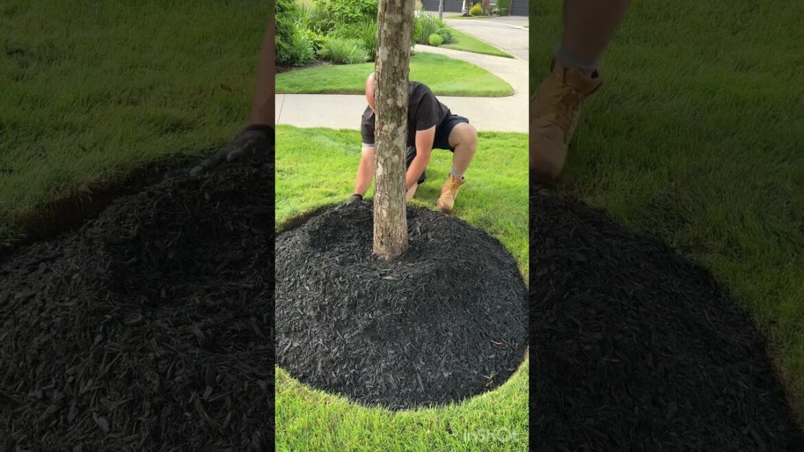 How To Mulch A Tree