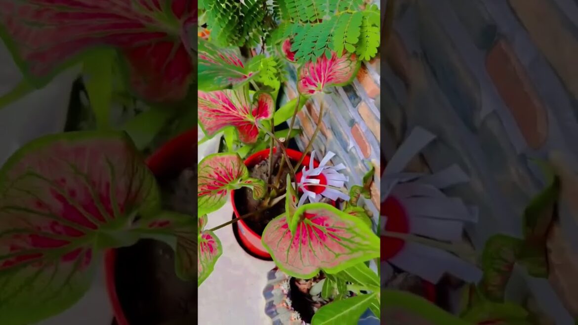 Beautiful plant #garden #balconygarden #plants #gardening #shorts #trending#srk #plantlove #minivlog Beautiful plant #garden #balconygarden #plants #gardening #shorts #trending#srk #plantlove #minivlog