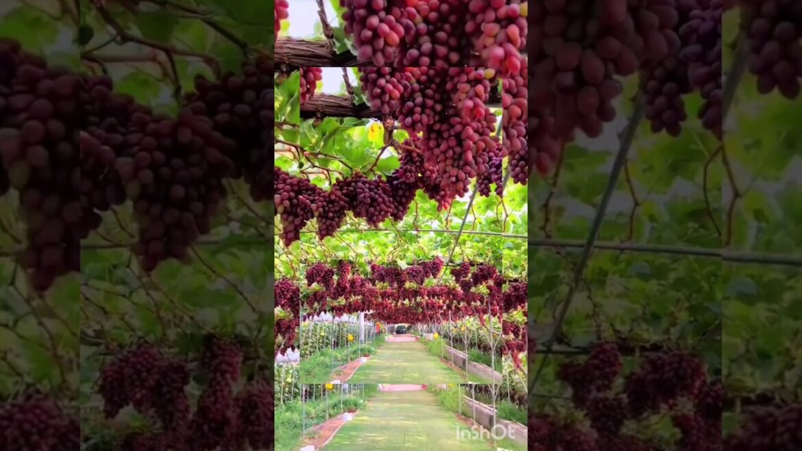 What a beautiful vineyard🌹🌹🤭🌹#vairal #video #shorts #youtubeshorts @fruitdecoration4295@frut