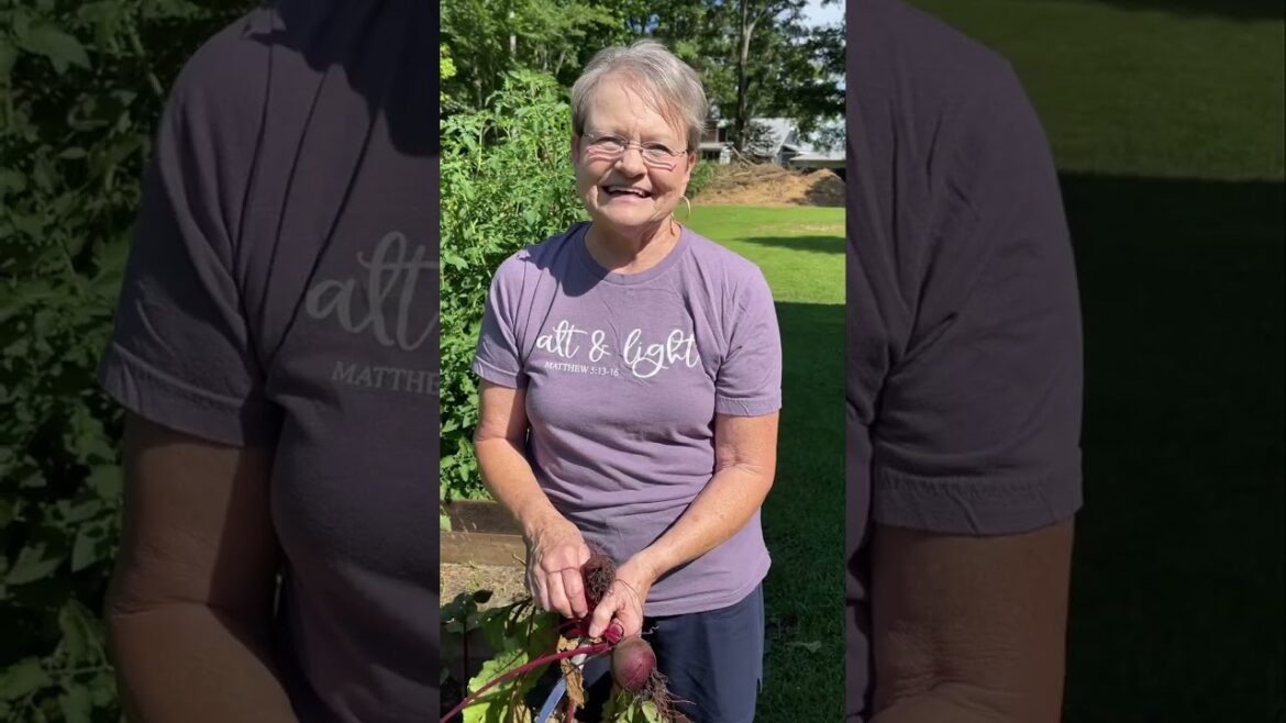 Gardening with beets.  Gardening tips for growing beets  Vegetable Gardening