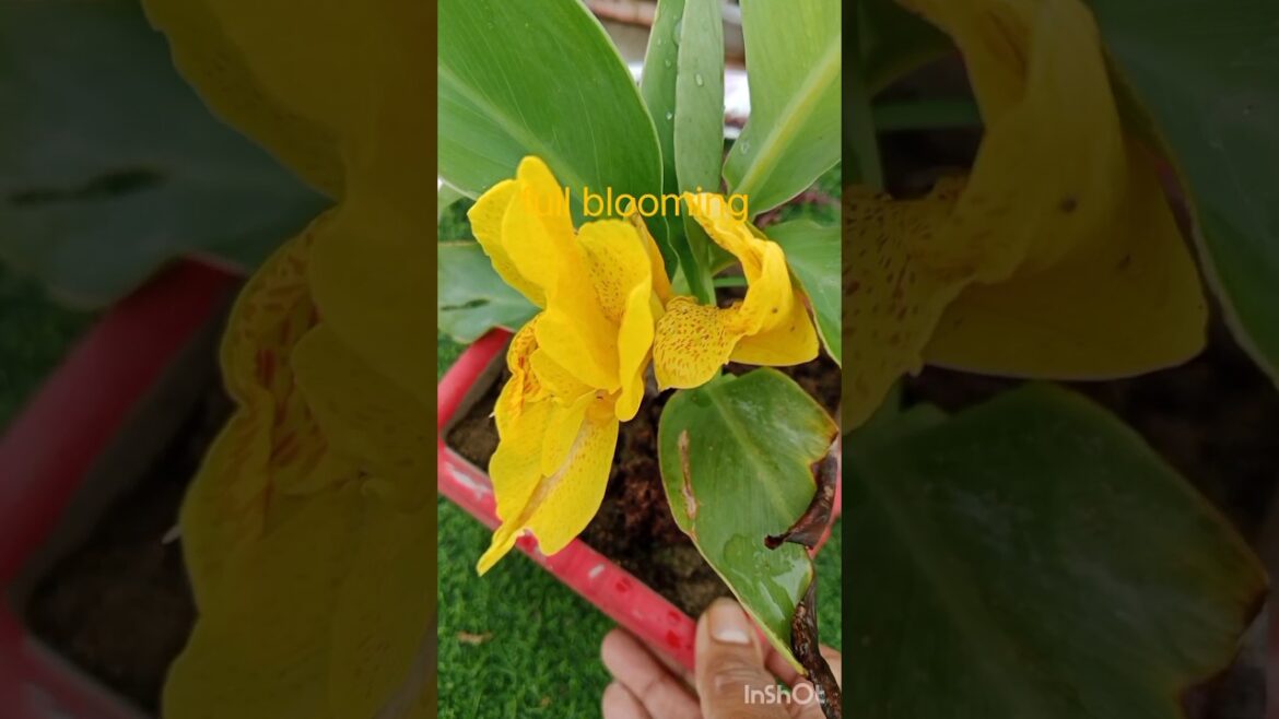Canna Lily #shorts#floweringplant #gardening #ytshort #nature #new #trending #viral Canna Lily #shorts#floweringplant #gardening #ytshort #nature #new #trending #viral