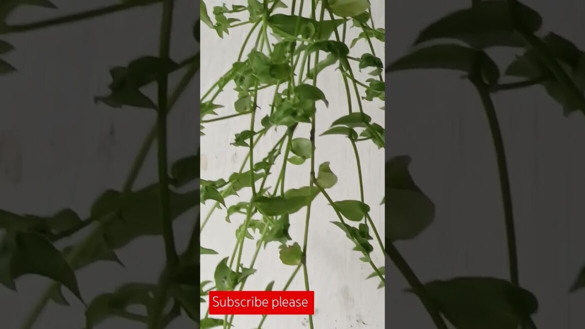 Tetllevin #plants# my garden plans trending youtube shorts