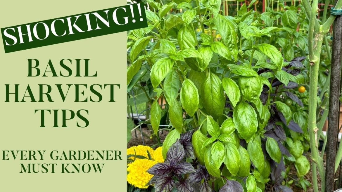 Shocking Basil Harvest Tips Every Gardener Must Know! Shocking Basil Harvest Tips Every Gardener Must Know!