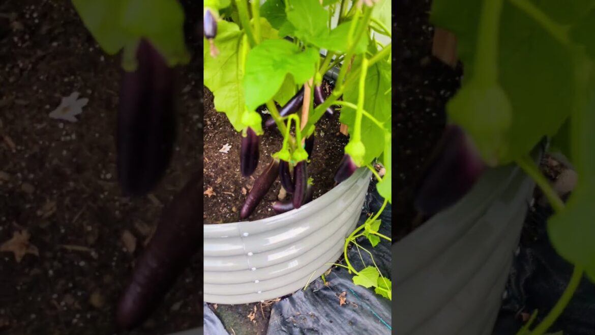 This Happens When you Prune Eggplants    #viral #amazing #beauty