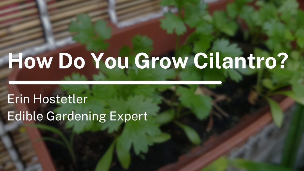 How Do You Grow Cilantro?
