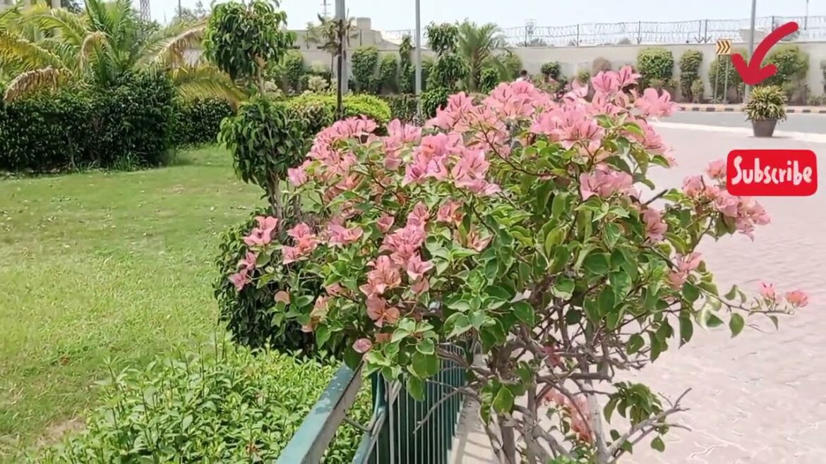 Ideas you can take for garden decor, garden design / garden backyard decor ideas Ideas you can take for garden decor, garden design / garden backyard decor ideas