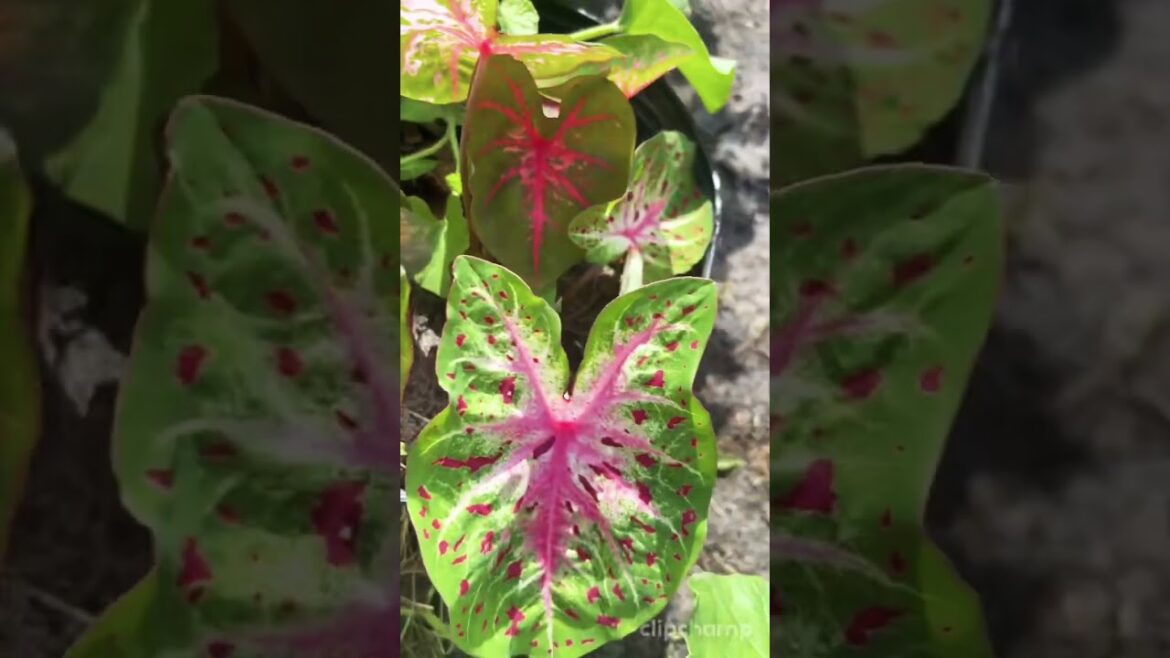 Gardening Tips For Heart-Melting Flowers!