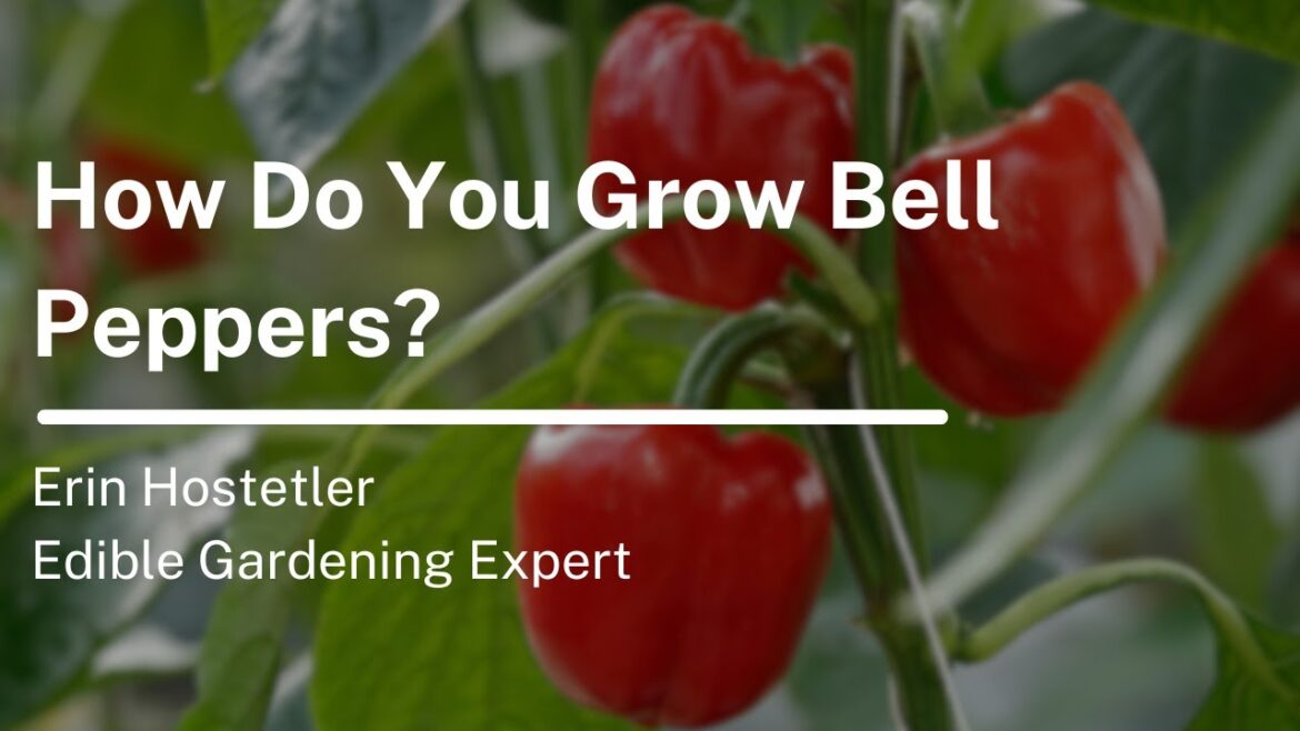 How Do You Grow Bell Peppers?