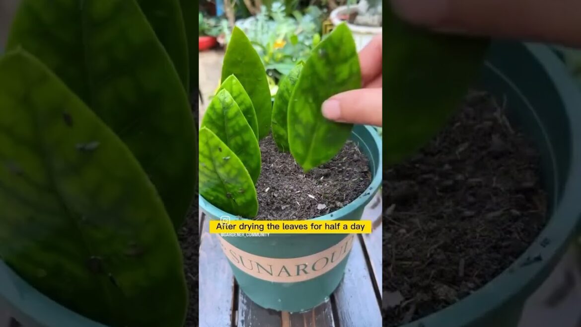 best garden tips #youtube #garden #shorts