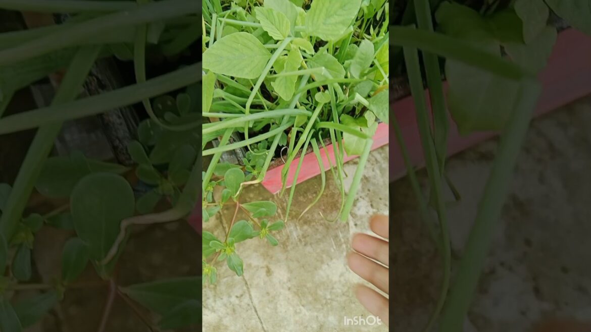 🧅 Organic प्याज लगाया मैने #shorts#gardening #trending#viral#garden
