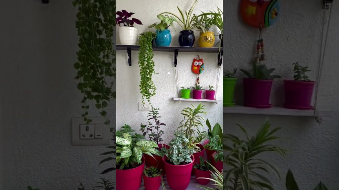 Balcony garden - Easy care indoor plants
