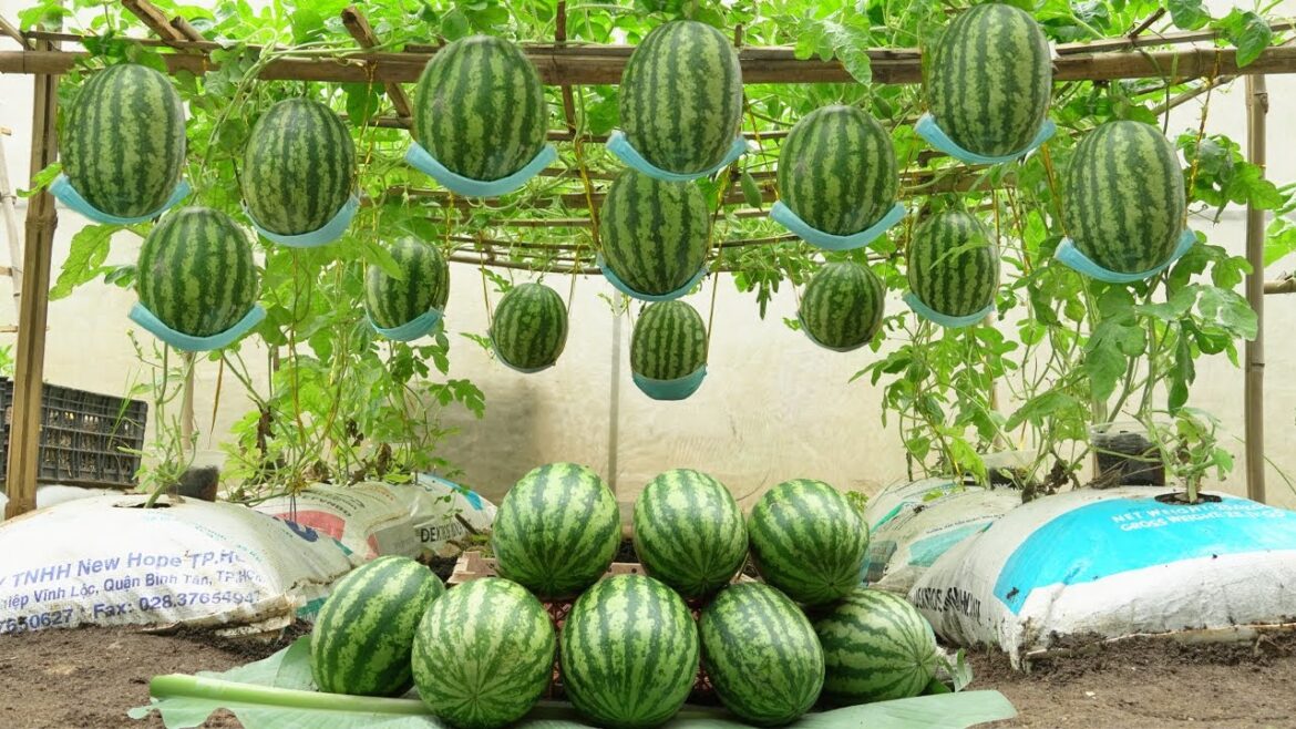 [Home Gardening] Why does growing watermelon in soil bags produce so many fruits