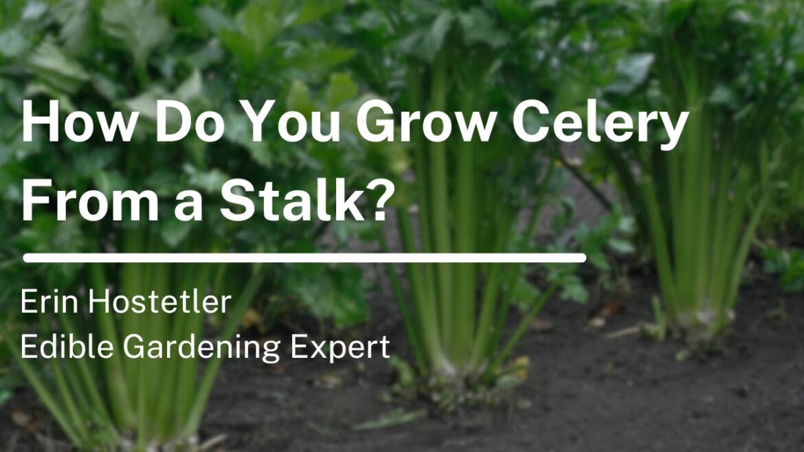 How Do You Grow Celery From a Stalk?